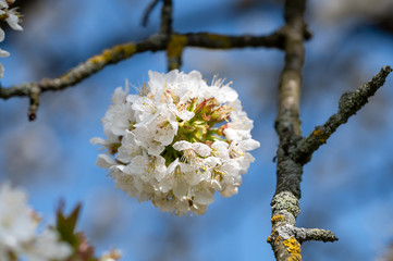 Detail of globular bunch of florets of cherry tree. Flower ball with white petals. Branch of fruit tree in bloom in spring.