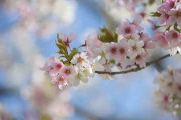 Pink and white blossom flower petals on a tree in abstract nature
