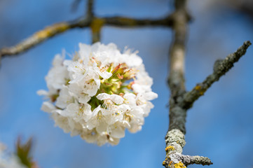 Detail of globular bunch of florets of cherry tree. Flower ball with white petals. Branch of fruit tree in bloom in spring.