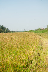 rice field