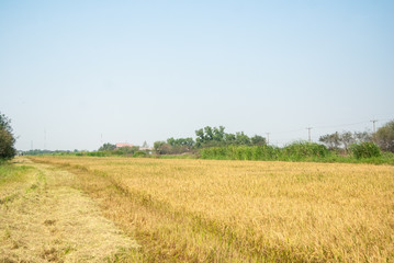 rice field