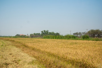 Obraz premium rice field