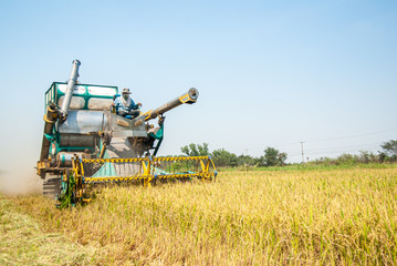 Fototapeta premium combine harvester working on a field