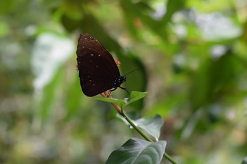 Newborn butterfly sitting on a flower. Butterfly nursery in Bali, Indonesia.