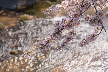 芦屋川と満開の桜
