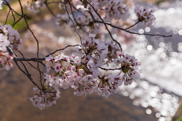 芦屋川と満開の桜