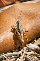 Little Locust perched in natural surrounding, close up macro detail of common pest insect. Grasshopper.