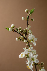Apple tree branch with white flowers over brown background. Vertical spring still life.
