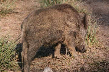 little wild boar, close shot
