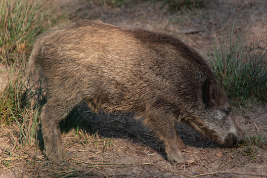 little wild boar, close shot