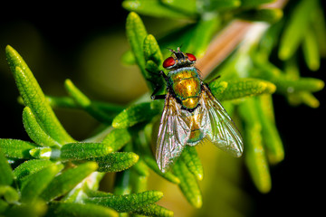 Common Green Bottle Fly, top down view in natural setting. Close up macro detail of perched insect.
