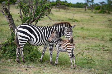 Fototapeta na wymiar mother zebra and her foal in the savannah in the Masai mara