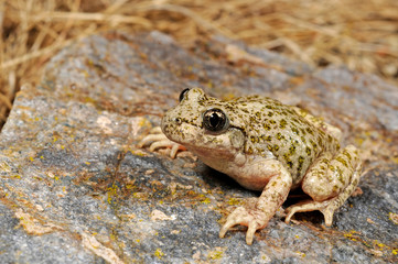 Südostiberische Geburtshelferkröte (Alytes dickhilleni) - Betic midwife toad - Sierra de Cazorla, Spanien / Spain 