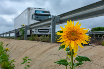 Sunflower on the highway maple with a moving truck driving
