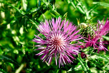  flore méditerranéenne var france