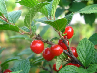 berries on a branch in a summer garden, a huge plan