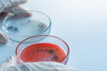 Research of viruses and bacteria, researcher holds a Petri dish with a sample.