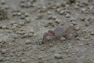 Granchio sulla spiaggia