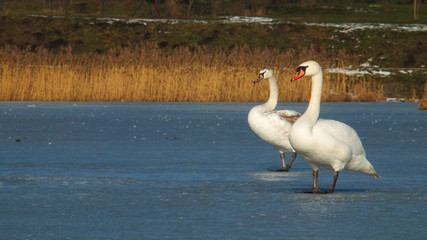 Para łabędzi na lodzie. Swan couple.