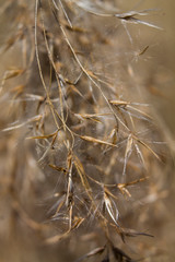 Fototapeta premium Yellow plant. Spring. Macro