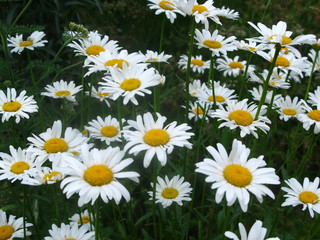 Fototapeta premium beautiful wildflower in the foreground macro shot