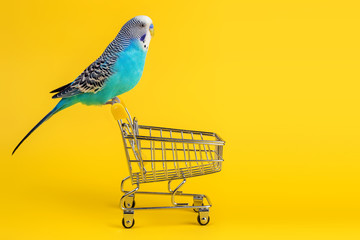 Wavy blue parrot sitting on mini shopping cart on color background