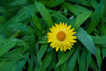Close up.Beautiful Yellow color Strawflower on green leaves background.