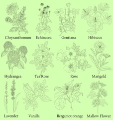 Herbal. Illustration of a plants in a vector with flower for use in decorating, creating bouquets, cooking of medicinal and herbal tea. Also for coloring book or for studying botanical properties.