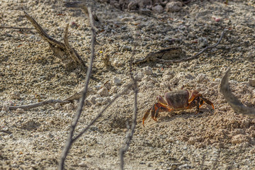 Small land crab (Cardisoma carnifex) stands near its sandy hole and looks warily