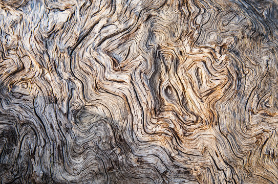 Tekstura eukaliptusowego drewna
