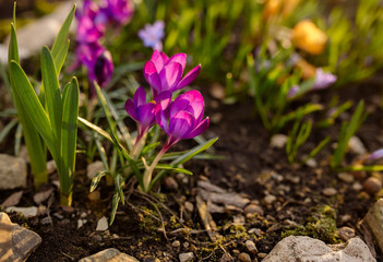 Bright pink spring crocus flowers in the garden
