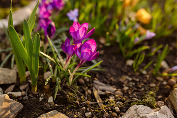 Bright pink spring crocus flowers in the garden

