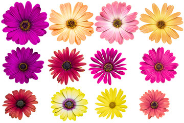 Multi color Cape marguerite as background picture.flower on clipping path.
