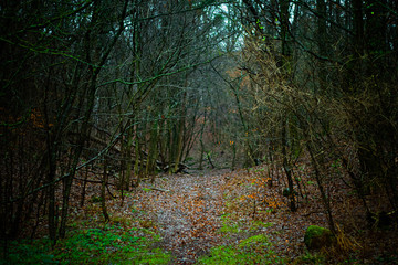 One way dark lonely path in a forest