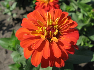beautiful wildflower in the foreground macro shot