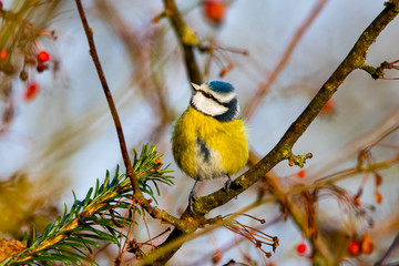 Quality picture with great detail of a colorful blue tit