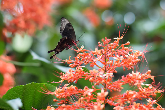 Newborn butterfly sitting on a flower. Butterfly nursery in Bali, Indonesia.