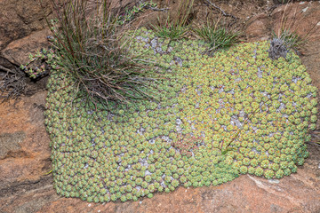 Euphorbia clavarioides, a low growing plant, at Golden Gate