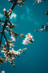 cherry blossom in spring