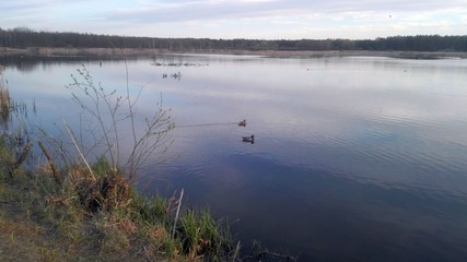 Blue lake in the woods