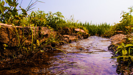 rice field in the morning