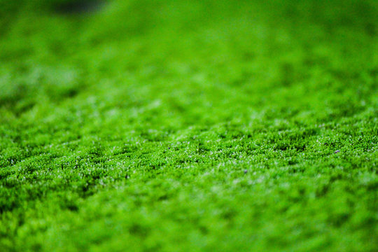 Algea, the closer look of a wall surface covered will algea.