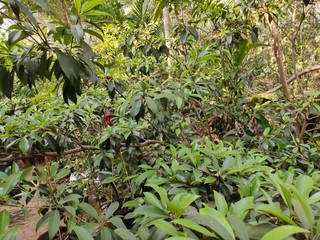 plants in the garden