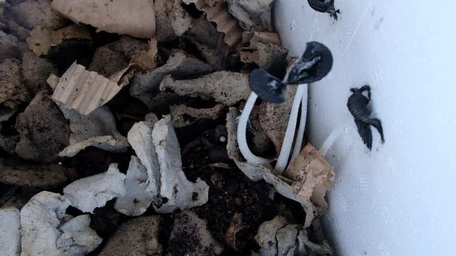 Mushroom growing from homemade fertilizer. 