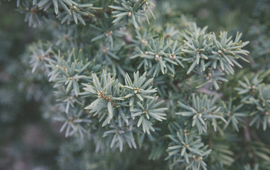 Dense yew leaves outdoors，Taxus cuspidata