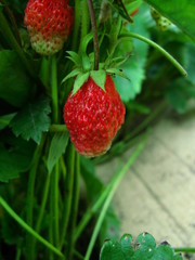 berries on a branch in a summer garden, a huge plan
