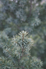 Naklejka na ściany i meble Dense yew leaves outdoors，Taxus cuspidata