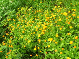 beautiful wildflower in the foreground macro shot