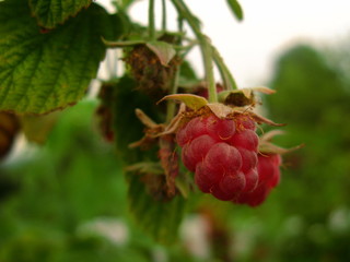 berries on a branch in a summer garden, a huge plan