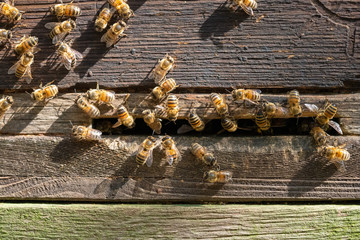 Bee HoneyBee at Opeing of Bee Hive group close up Image